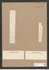 Synedra familiaris var. neogena Grun. (de-Toni-Nr.: Genus 66, Species 2635) Zeichnungen Sammlung Grunow Nr. 5364 (NHMW-BOT-W0373778)